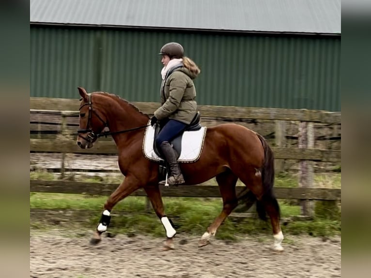 Other Breeds Gelding 10 years 14,1 hh Chestnut-Red in Barneveld