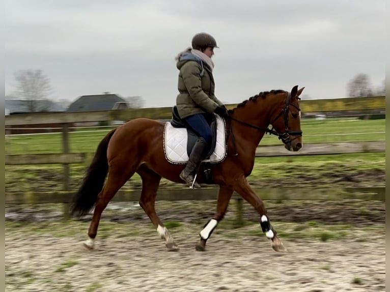 Other Breeds Gelding 10 years 14,1 hh Chestnut-Red in Barneveld