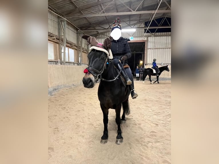 Other Breeds Gelding 10 years 14,1 hh Smoky-Black in Breitenfurt bei Wien