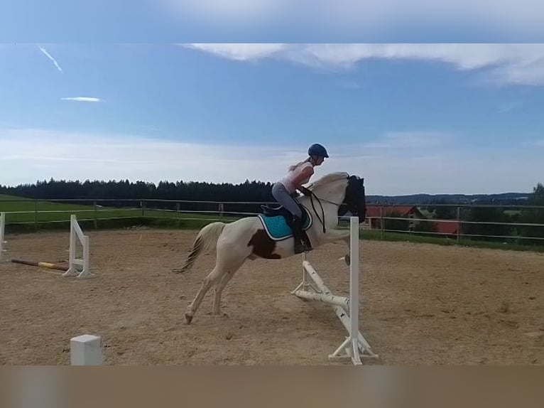 Other Breeds Gelding 10 years 14 hh Pinto in Grünenbach