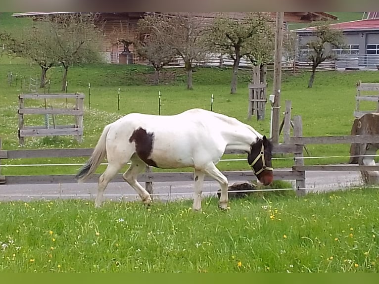 Other Breeds Gelding 10 years 14 hh Pinto in Grünenbach