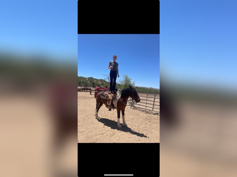 Other Breeds Gelding 10 years 14 hh Pinto in Thousand Oaks