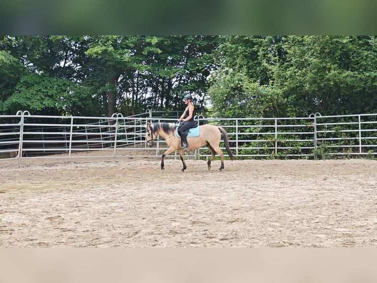 Other Breeds Gelding 10 years 14,2 hh Dun in Bad Camberg
