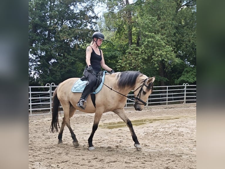Other Breeds Gelding 10 years 14,2 hh Dun in Bad Camberg