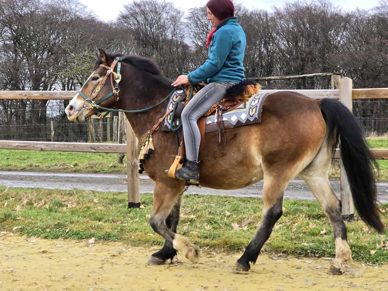 Other Breeds Mix Gelding 10 years 14,3 hh Brown in Linkenbach