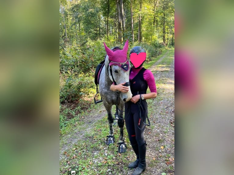 Other Breeds Gelding 10 years 14,3 hh Grey-Fleabitten in Neuferchau