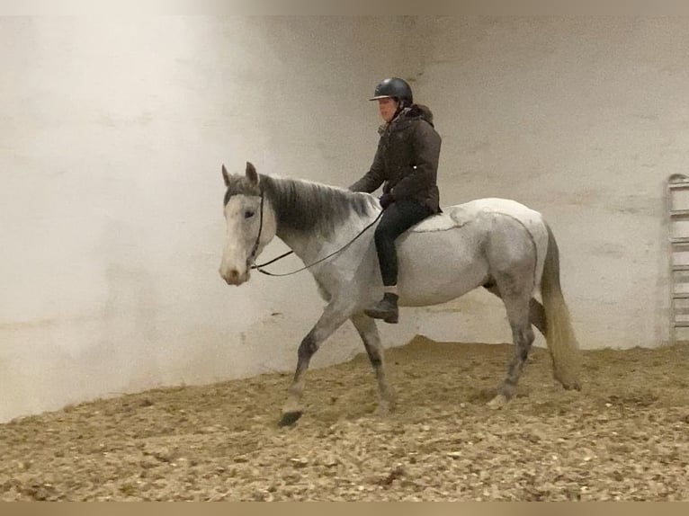 Other Breeds Gelding 10 years 14,3 hh Grey-Fleabitten in Neuferchau