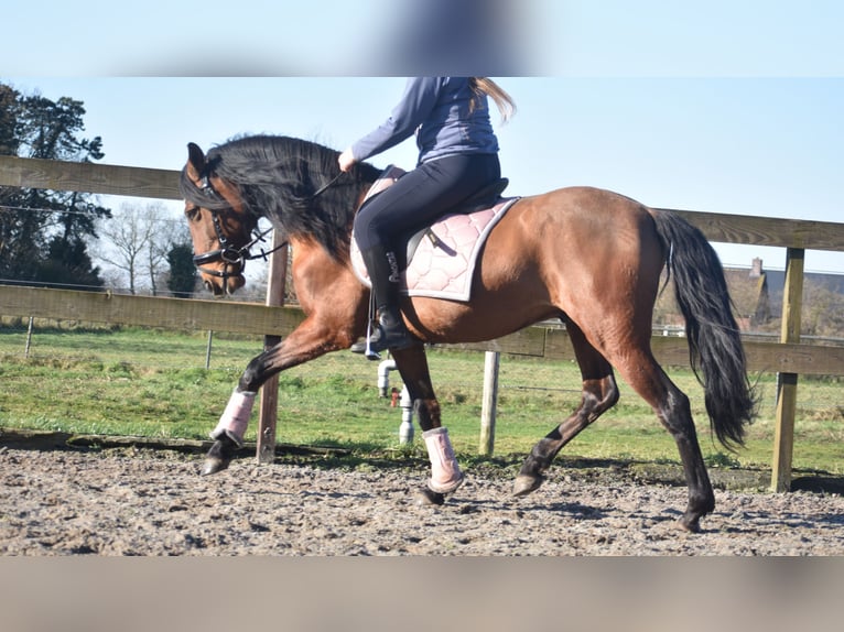 Other Breeds Gelding 10 years 15,1 hh Brown in Achtmaal