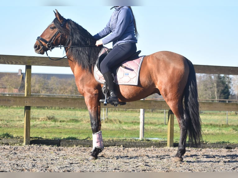 Other Breeds Gelding 10 years 15,1 hh Brown in Achtmaal