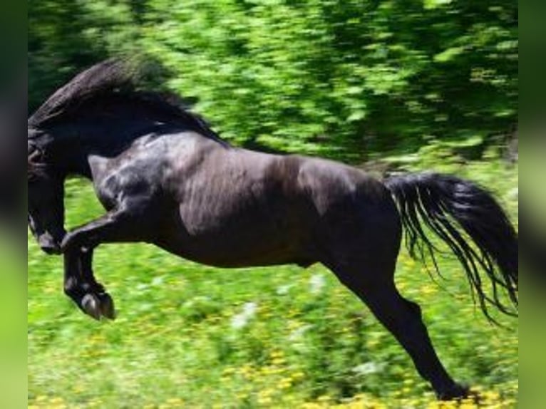 Other Breeds Mix Gelding 10 years 15.2 hh Black in Muhlbach sur Bruche