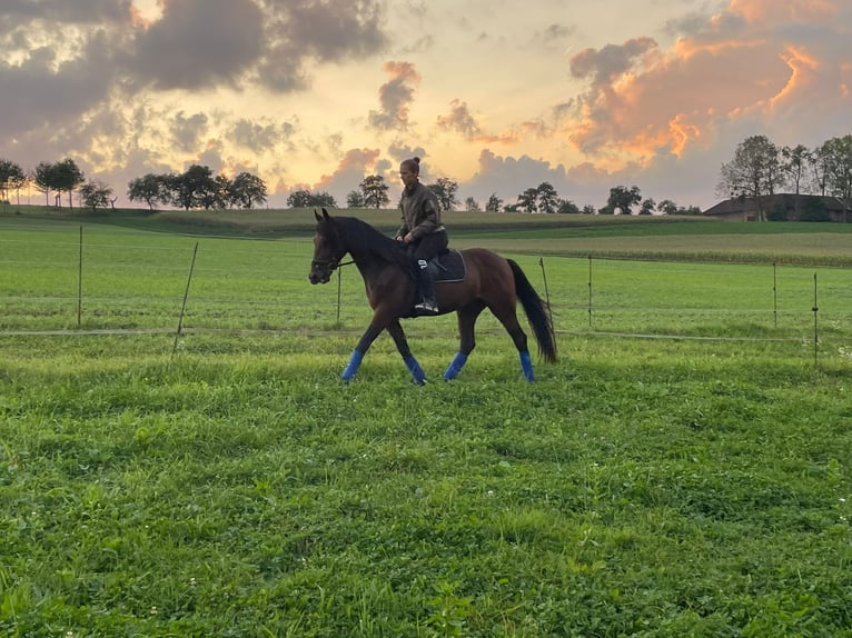 Other Breeds Gelding 10 years 15,2 hh Brown in Schleißheim bei Wels