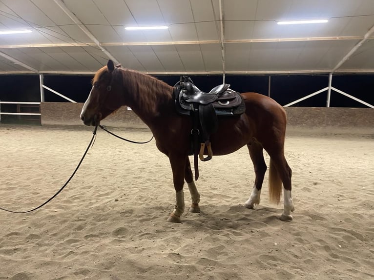 Other Breeds Mix Gelding 10 years 15,2 hh Chestnut-Red in Sieci