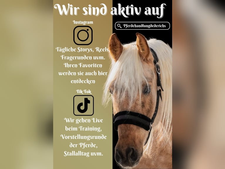 Other Breeds Gelding 10 years 15,2 hh Palomino in Nettersheim