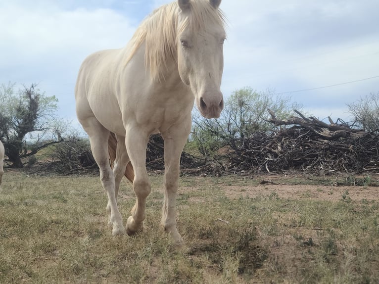 Other Breeds Gelding 10 years 15 hh Cremello in Hereford