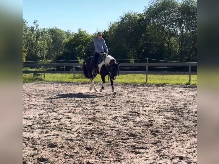 Other Breeds Mix Gelding 10 years 15 hh Pinto in Dingelstädt
