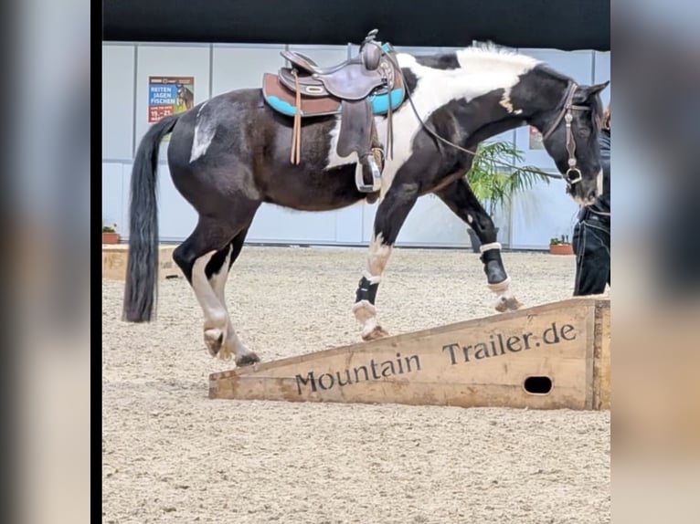 Other Breeds Mix Gelding 10 years 15 hh Pinto in Dingelstädt