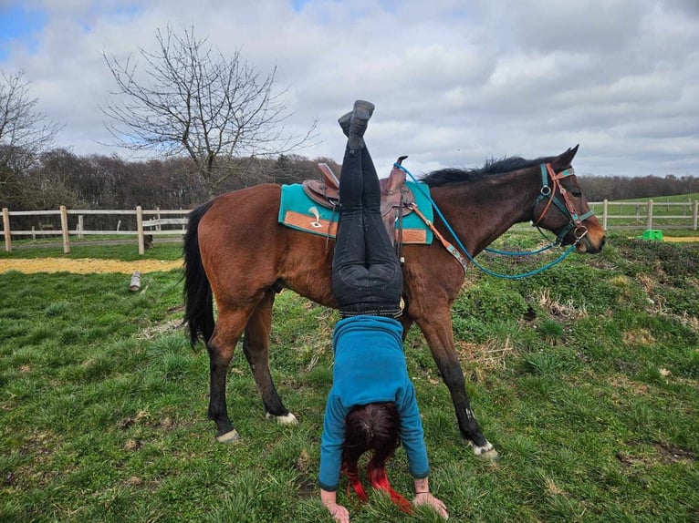 Other Breeds Gelding 10 years 15,1 hh  in Linkenbach