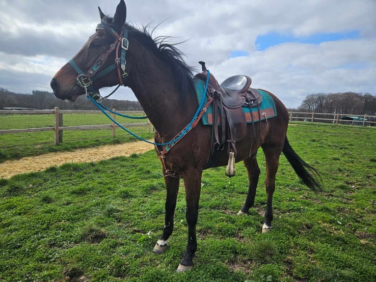 Other Breeds Gelding 10 years 15,1 hh  in Linkenbach