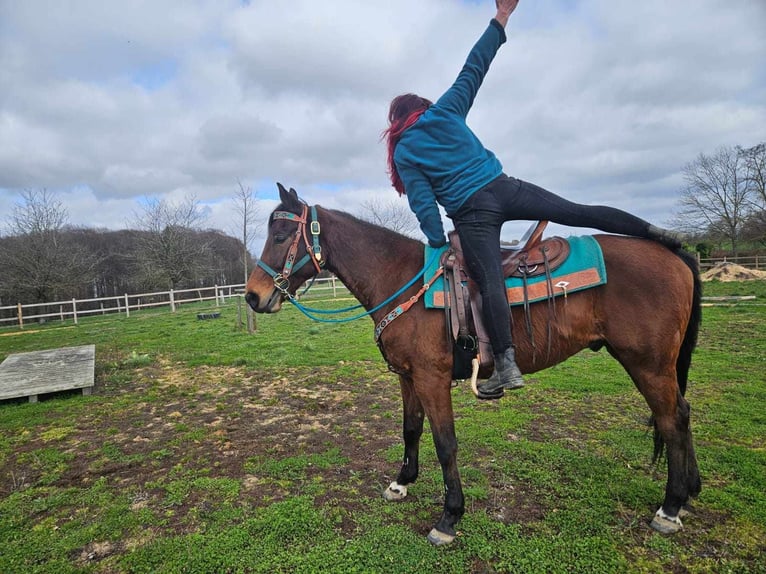 Other Breeds Gelding 10 years 15,1 hh  in Linkenbach