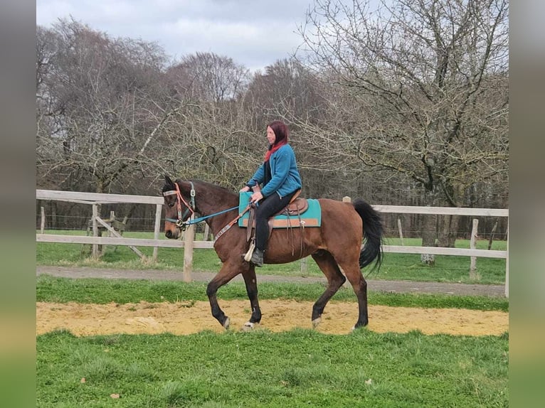 Other Breeds Gelding 10 years 15,1 hh  in Linkenbach