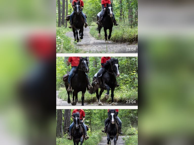 Other Breeds Mix Gelding 10 years 15,2 hh Black in Hirtenberg