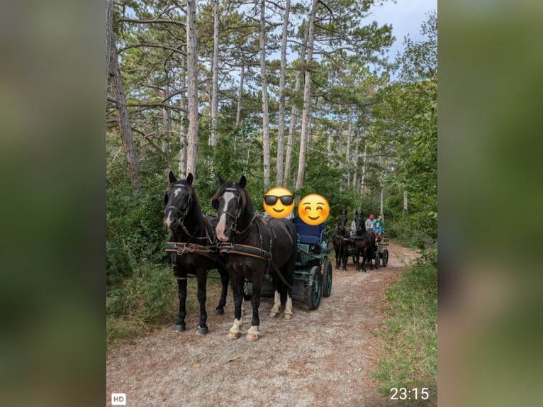 Other Breeds Mix Gelding 10 years 15,2 hh Black in Hirtenberg