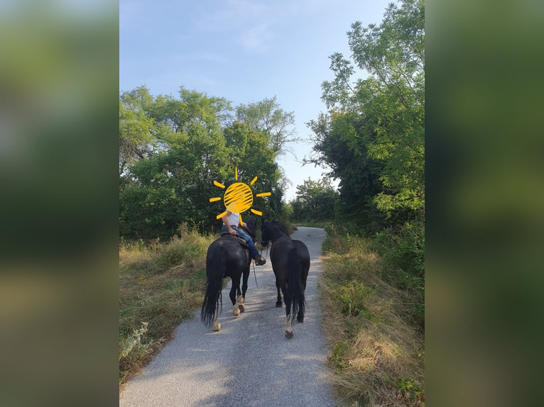 Other Breeds Mix Gelding 10 years 15,2 hh Black in Hirtenberg