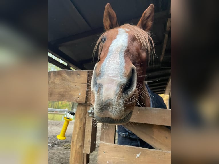 Other Breeds Gelding 10 years 15,2 hh Chestnut-Red in Zossen
