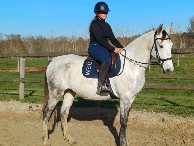 Other Breeds Mix Gelding 10 years 15,3 hh Grey in Parleboscq