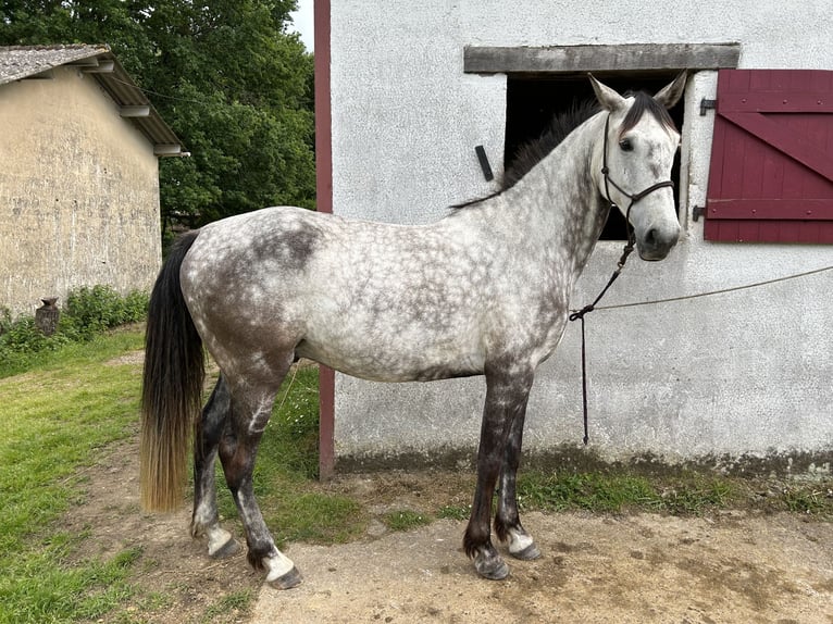 Other Breeds Mix Gelding 10 years 15,3 hh Grey in Parleboscq