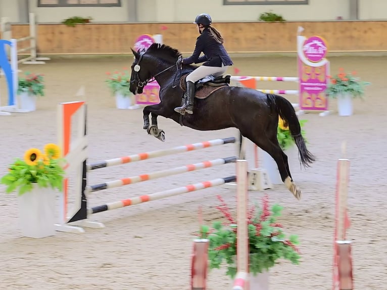 Other Breeds Gelding 10 years 16.1 hh Black in ostróda