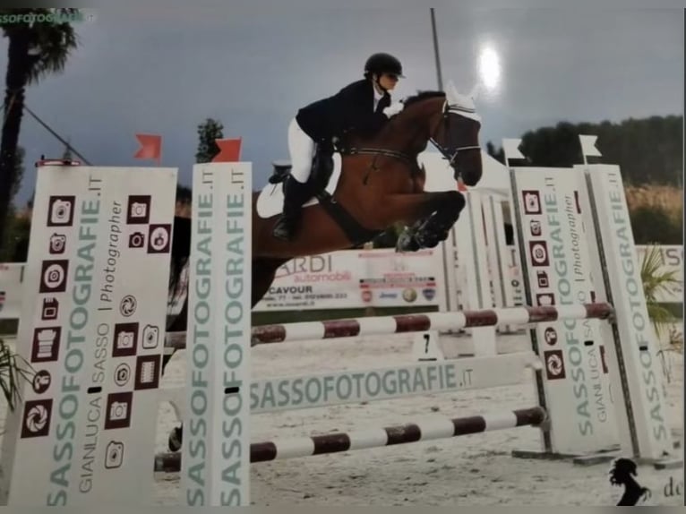 Other Breeds Gelding 10 years 16.1 hh Brown in Alpignano