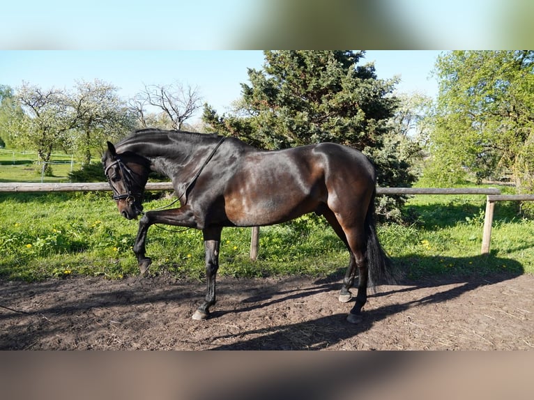 Other Breeds Gelding 10 years 16,2 hh Brown in Mārupe