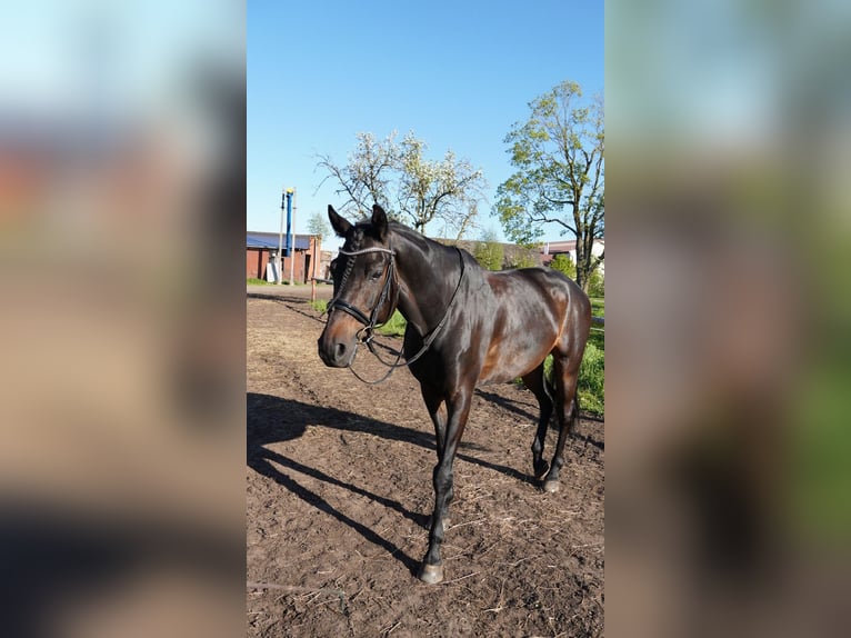 Other Breeds Gelding 10 years 16,2 hh Brown in Mārupe