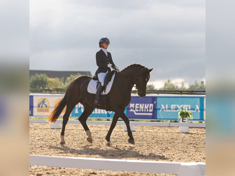 Other Breeds Mix Gelding 10 years 16,2 hh Brown in Mallavere