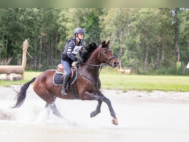 Other Breeds Mix Gelding 10 years 16,2 hh Brown in Mallavere