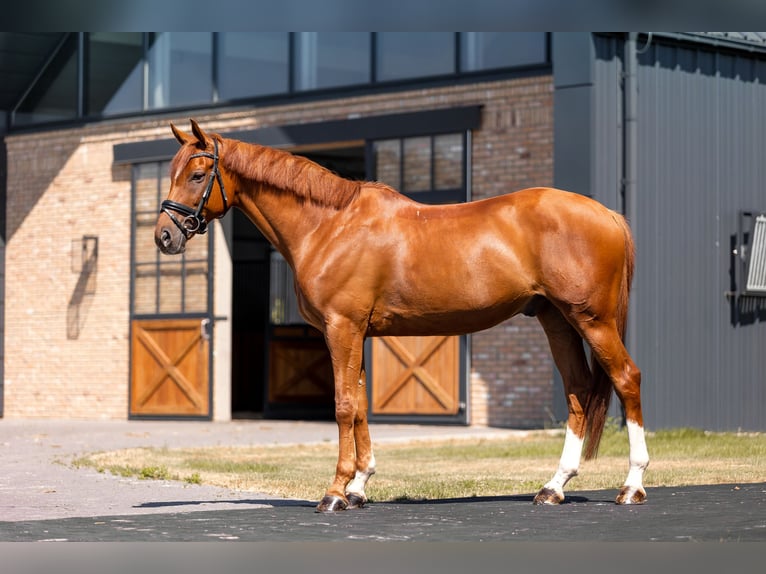 Other Breeds Gelding 10 years 16 hh Chestnut-Red in Zar&#x119;by