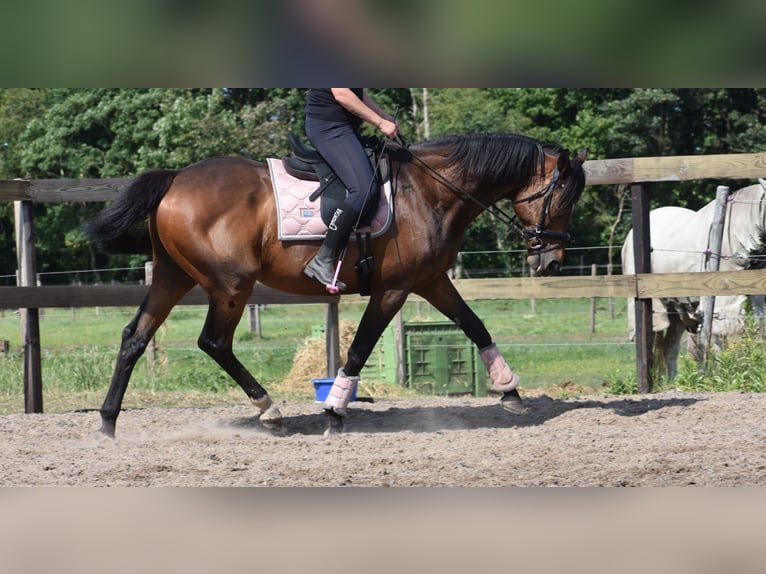 Other Breeds Gelding 10 years 16,1 hh Bay-Dark in Achtmaal