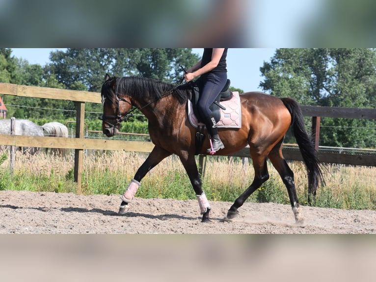 Other Breeds Gelding 10 years 16,1 hh Bay-Dark in Achtmaal