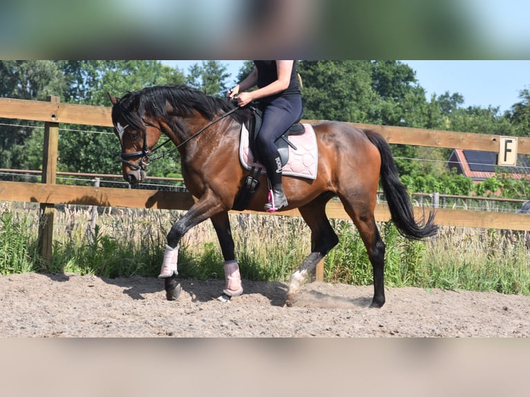 Other Breeds Gelding 10 years 16,1 hh Bay-Dark in Achtmaal