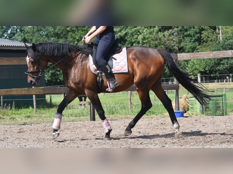 Other Breeds Gelding 10 years 16,1 hh Bay-Dark in Achtmaal