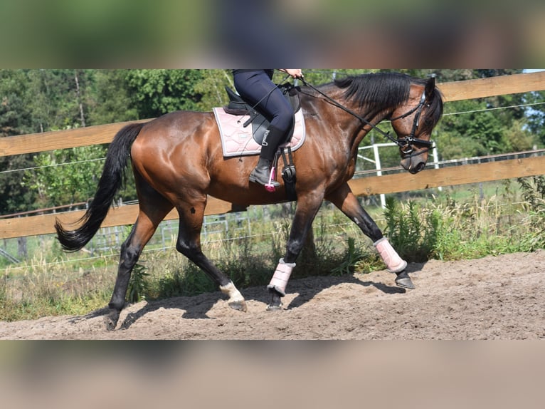 Other Breeds Gelding 10 years 16,1 hh Bay-Dark in Achtmaal