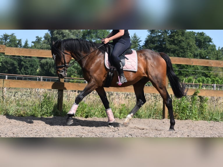 Other Breeds Gelding 10 years 16,1 hh Bay-Dark in Achtmaal