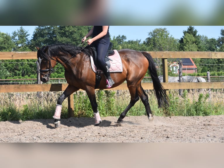 Other Breeds Gelding 10 years 16,1 hh Bay-Dark in Achtmaal