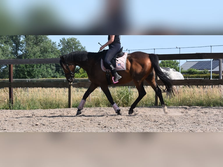 Other Breeds Gelding 10 years 16,1 hh Bay-Dark in Achtmaal