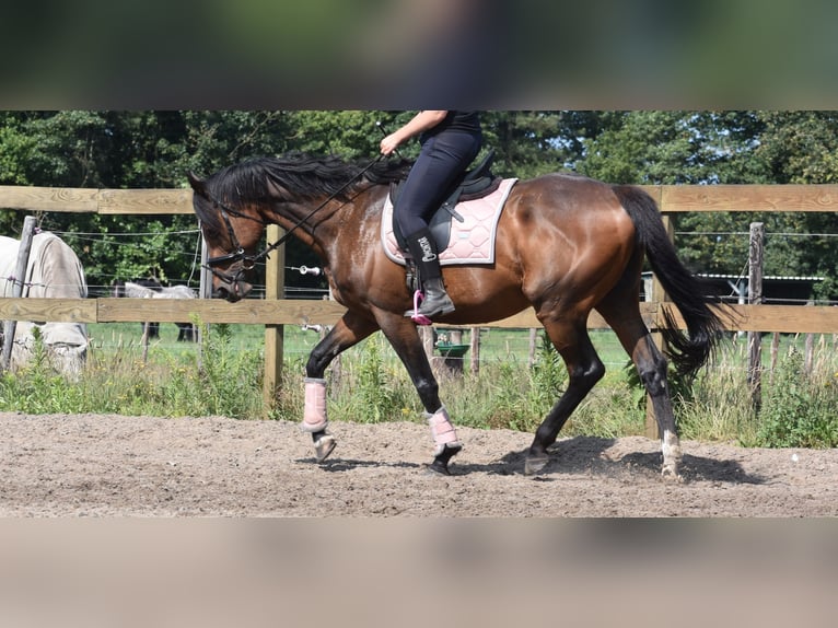 Other Breeds Gelding 10 years 16,1 hh Bay-Dark in Achtmaal