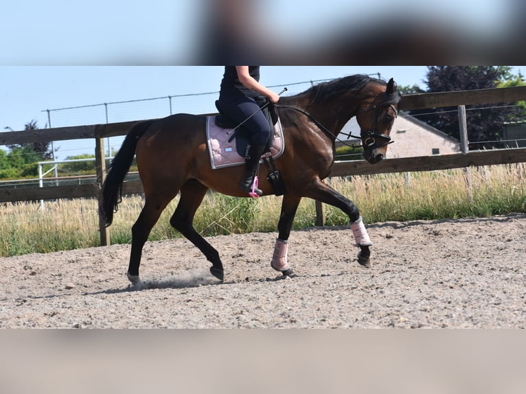 Other Breeds Gelding 10 years 16,1 hh Bay-Dark in Achtmaal