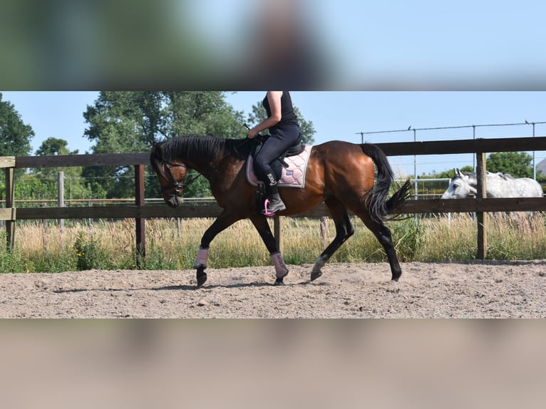 Other Breeds Gelding 10 years 16,1 hh Bay-Dark in Achtmaal