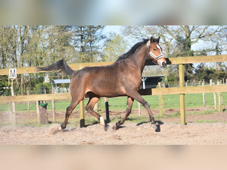 Other Breeds Gelding 10 years 16,2 hh Brown in Achtmaal