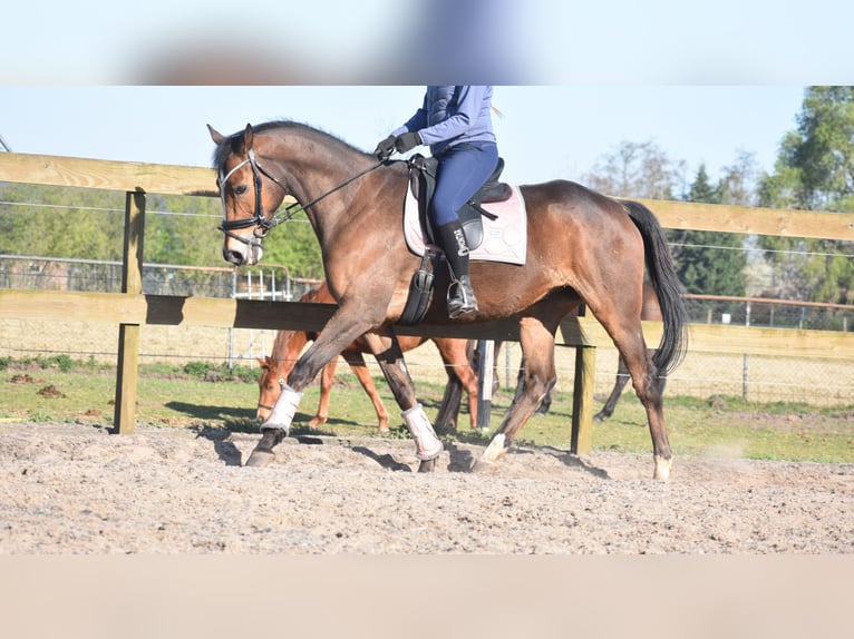 Other Breeds Gelding 10 years 16,2 hh Brown in Achtmaal